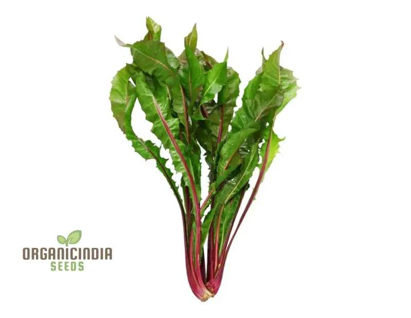 Chicory Italiko Rosso (Red Dandelion) Seeds For Planting, Grow Vibrant Red Chicory in Your Garden