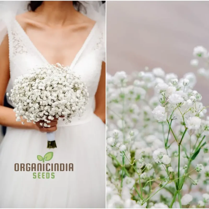 Creeping Baby's Breath Seeds - Perfect for Planting and Gardening Enthusiasts