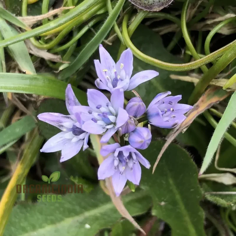 Scilla Verna Seeds - Premium Quality for Gardening Enthusiasts | Organic Flower Seeds for Beautiful Blooms | Buy Online Now