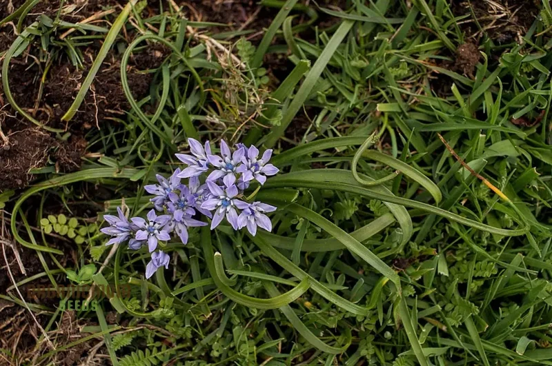 Scilla Verna Seeds - Premium Quality for Gardening Enthusiasts | Organic Flower Seeds for Beautiful Blooms | Buy Online Now