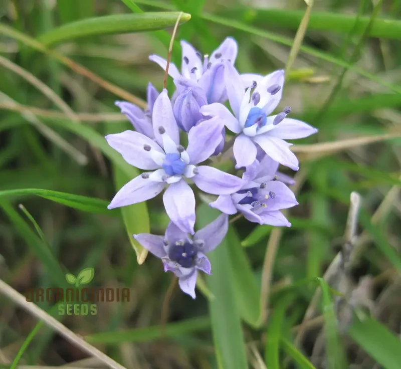 Scilla Verna Seeds - Premium Quality for Gardening Enthusiasts | Organic Flower Seeds for Beautiful Blooms | Buy Online Now