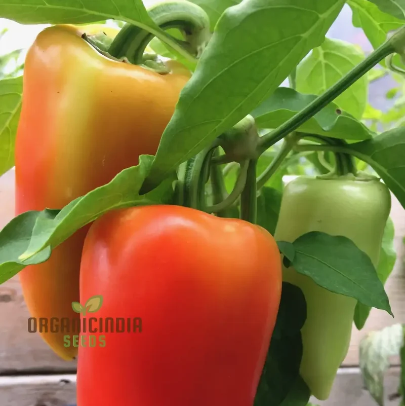 Antohi Romanian Pepper Seeds For Planting, and Harvest Delicious Sweet Peppers