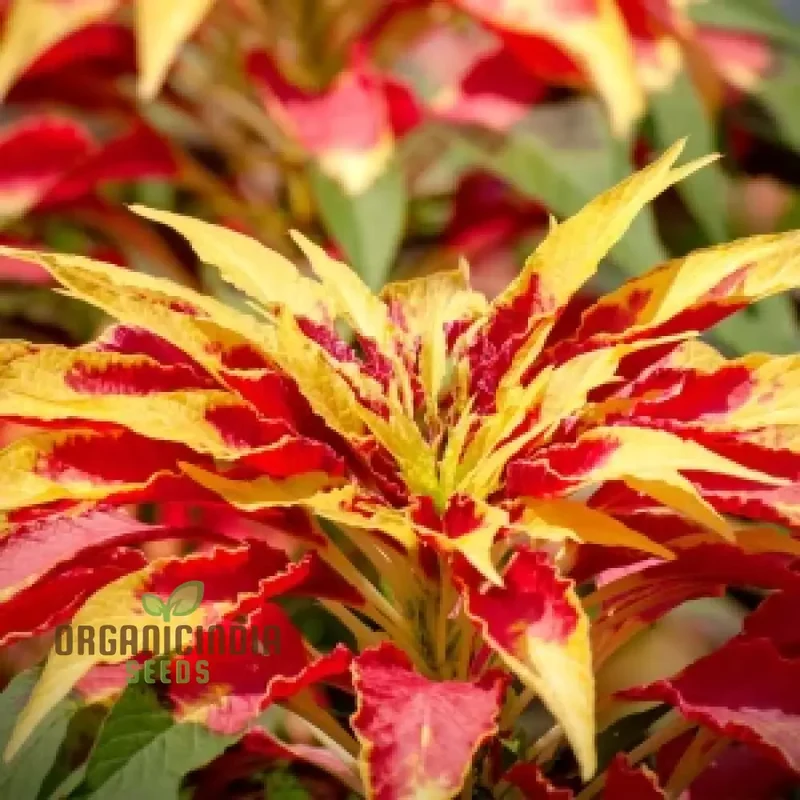 Amaranth - Molten Fire Seeds for Stunning Garden Planting | Premium Quality Seeds