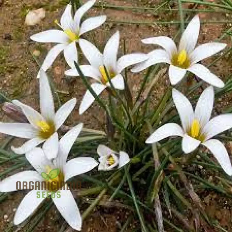 Romulea Bulbodium Album Flower Seeds For Planting, Growing Elegant White Blooms for Your Garden
