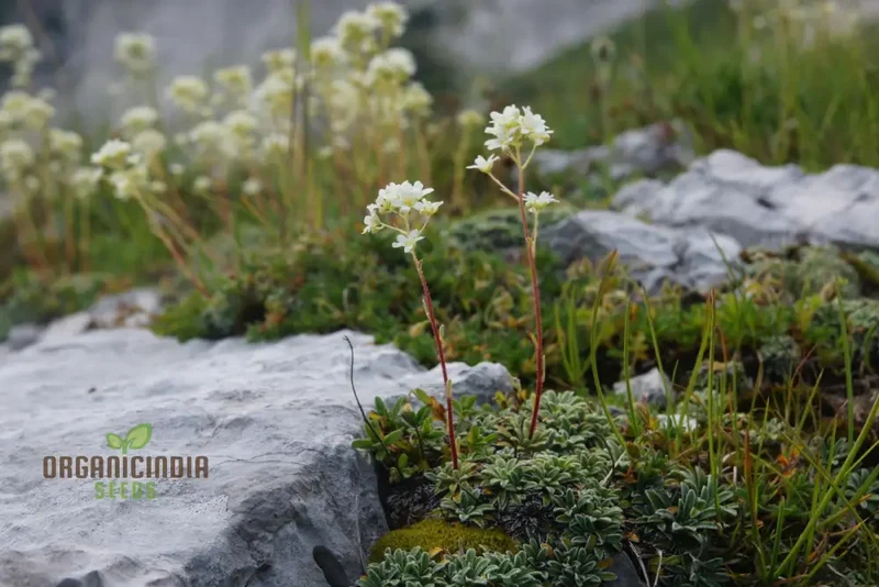 Saxifraga Crustata Flower Seeds for Planting - Premium Quality Gardening Seeds for Groundcover and Rock Gardens