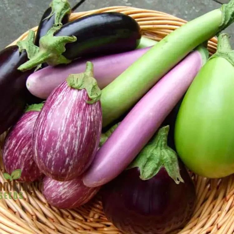 Eggplant Heirloom Mix Seeds Elevate Your Gardening with a Variety of Flavors and Colors Straight from Your Garden!