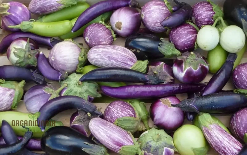 Eggplant Heirloom Mix Seeds Elevate Your Gardening with a Variety of Flavors and Colors Straight from Your Garden!