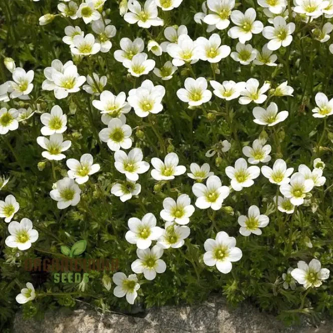 Saxifraga Cebennensis Seeds for Gardening Enthusiasts | Rare Alpine Rockery Plant Seeds | Buy Saxifraga Cebennensis Seeds Online