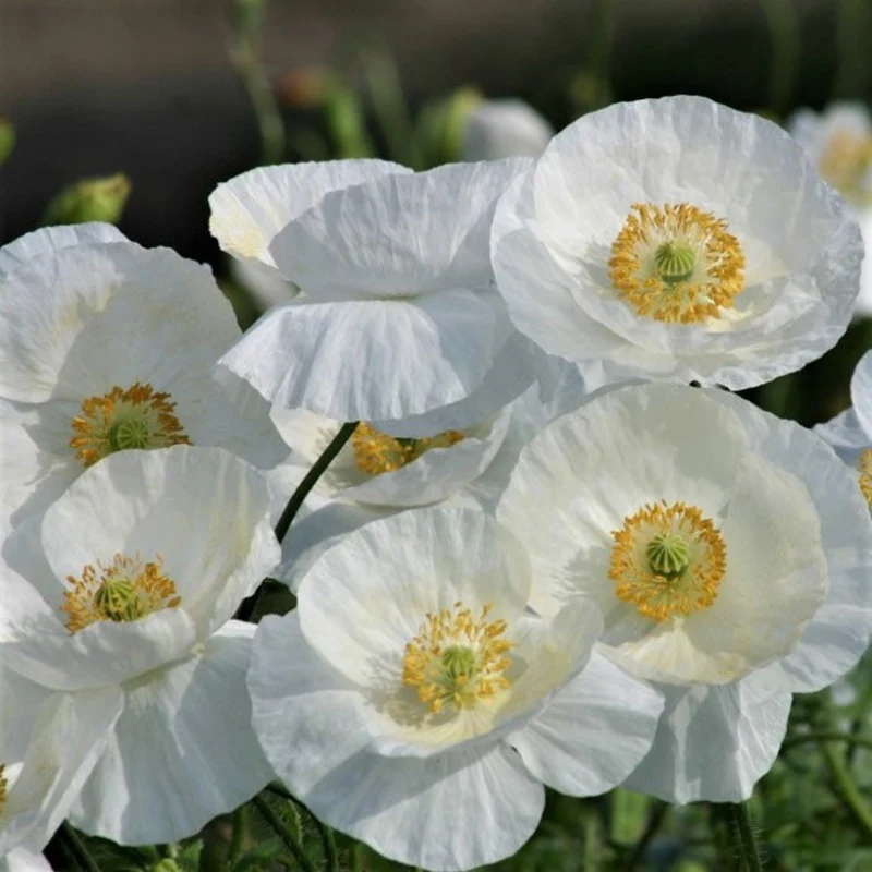 Romneya Coulteri Flower Seeds For Planting, Growing Stunning White Poppies for Your Garden