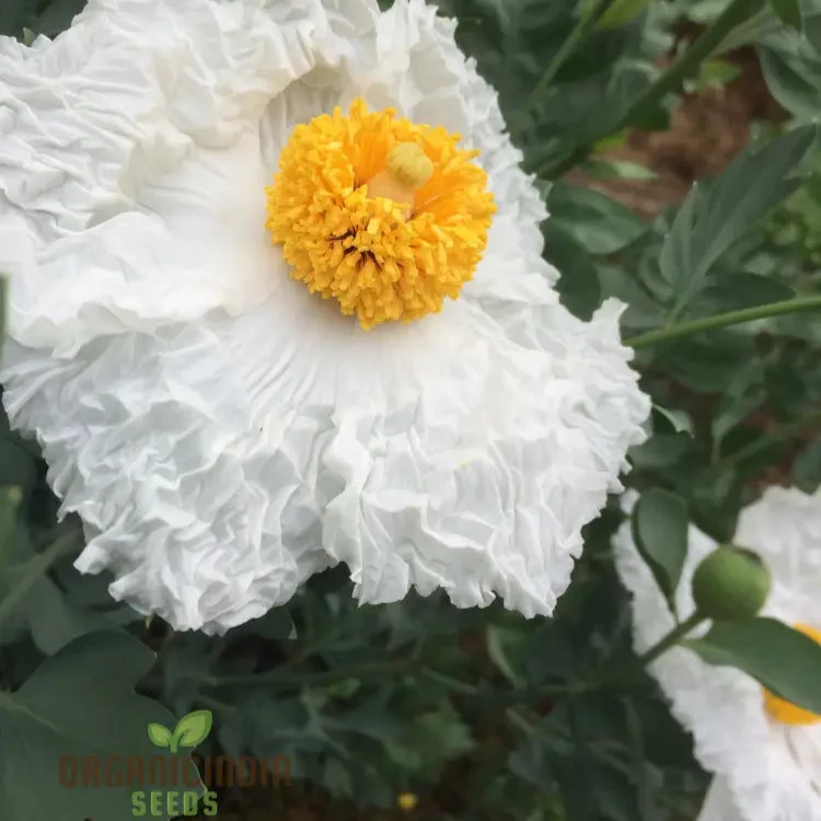 Romneya Coulteri Flower Seeds For Planting, Growing Stunning White Poppies for Your Garden