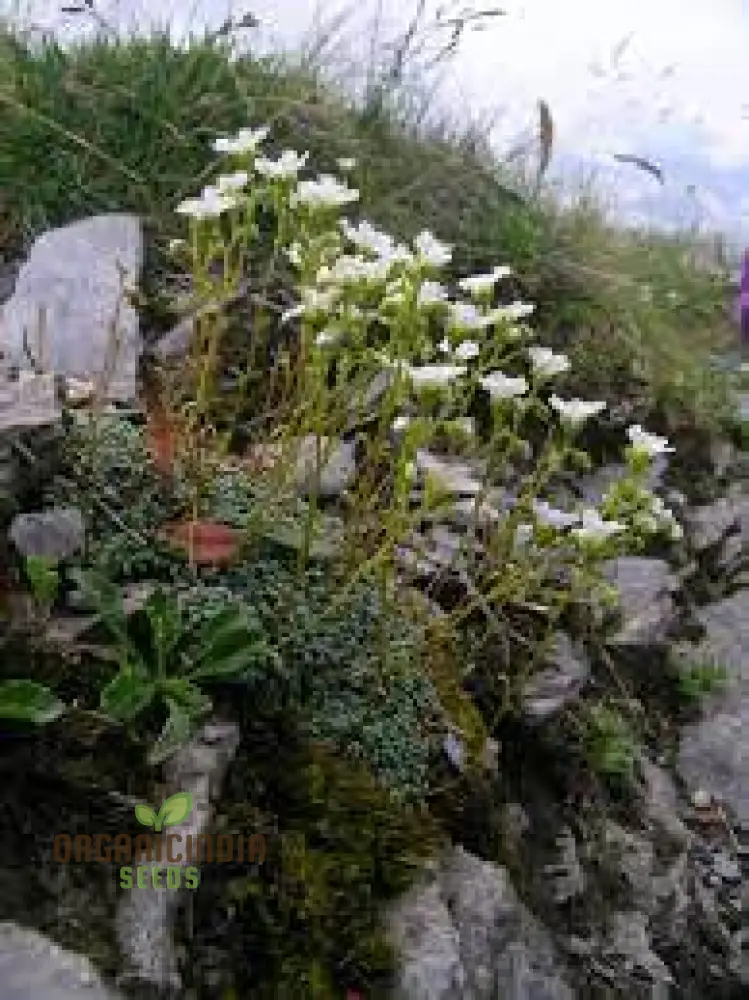 Rare Saxifraga Caesia Seeds for Gardening Enthusiasts | Buy Saxifraga Caesia Seeds Online