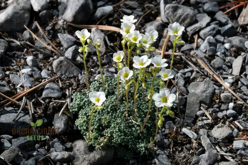 Rare Saxifraga Caesia Seeds for Gardening Enthusiasts | Buy Saxifraga Caesia Seeds Online