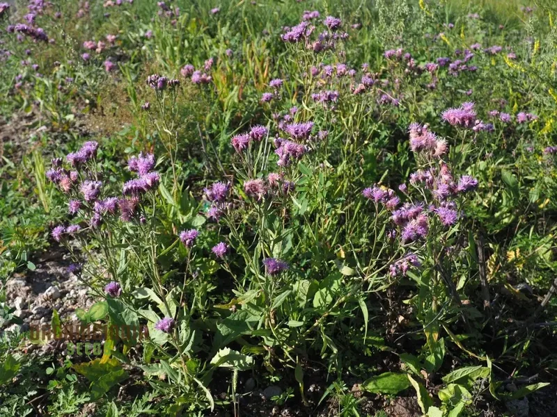 Saussurea Nepalensis Seeds for Gardening Enthusiasts - High-Quality Organic Flower Seeds for Planting | Buy Seeds Online