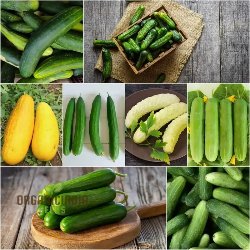 Mix Cucumber Seeds for Planting and Gardening - Premium Quality Seeds