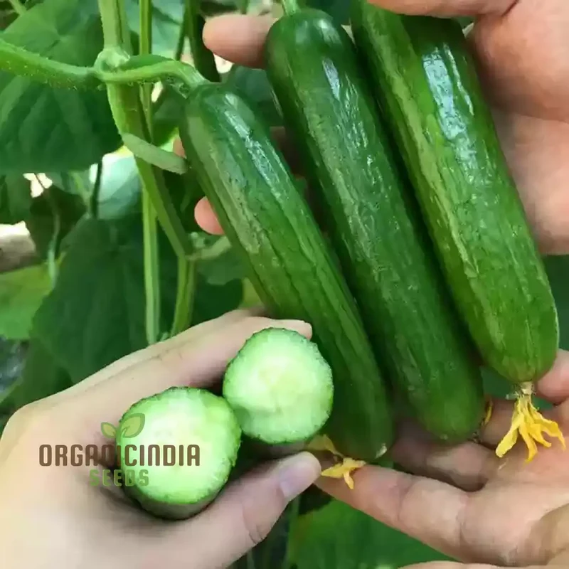 Mix Cucumber Seeds for Planting and Gardening - Premium Quality Seeds