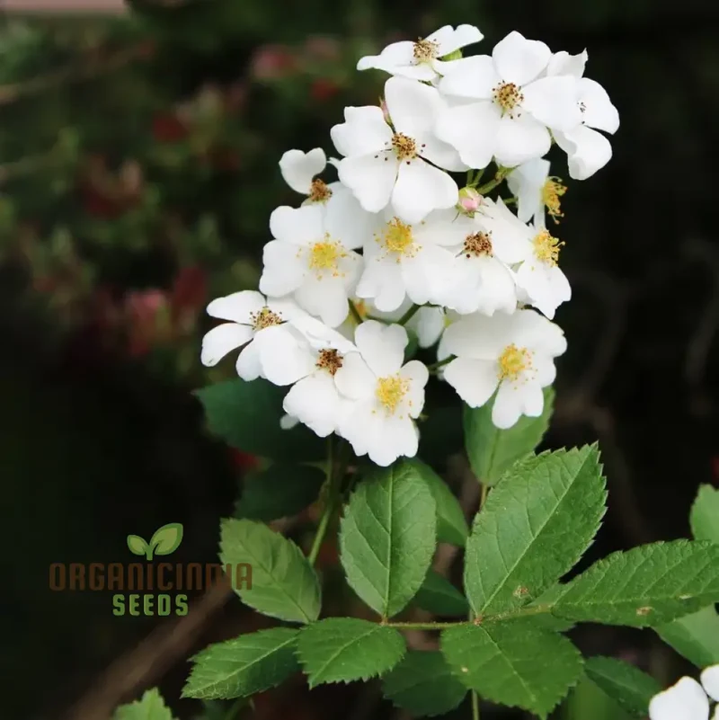 Rosa Multiflora Flower Seeds For Planting, Learn How to Plant and Grow Beautiful Clusters of White Roses
