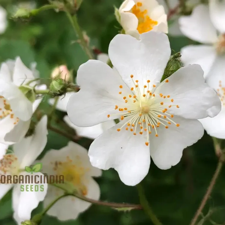 Rosa Multiflora Flower Seeds For Planting, Learn How to Plant and Grow Beautiful Clusters of White Roses