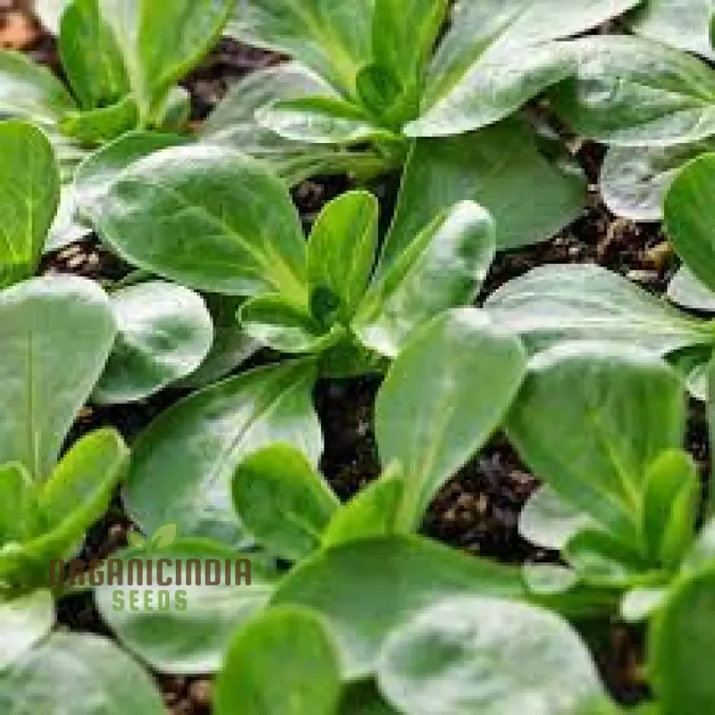 Corn Salad - Verte De Cambrai Seeds for Planting and Gardening | Premium Quality Seeds