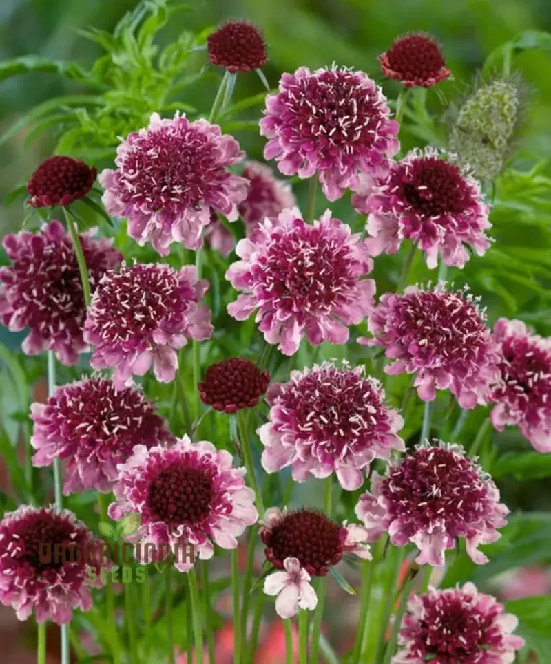 Scabiosa Atropurpurea 'Beaujolais Bonnets' Seeds - Exquisite Garden Flowers for Your Floral Haven | Premium Gardening Seeds
