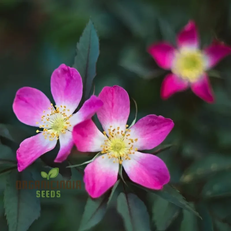 Rosa Glauca Flower Seeds For Planting, Easy Planting Tips for Growing Beautiful Wild Rose Blooms in Your Garden
