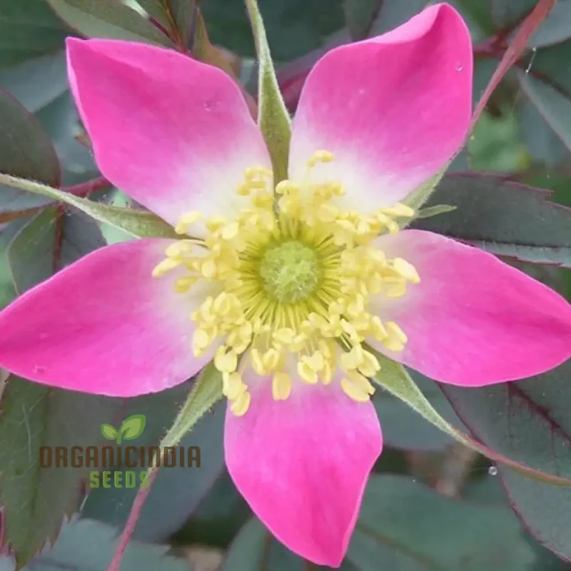 Rosa Glauca Flower Seeds For Planting, Easy Planting Tips for Growing Beautiful Wild Rose Blooms in Your Garden