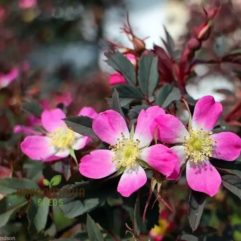 Rosa Glauca Flower Seeds For Planting, Easy Planting Tips for Growing Beautiful Wild Rose Blooms in Your Garden