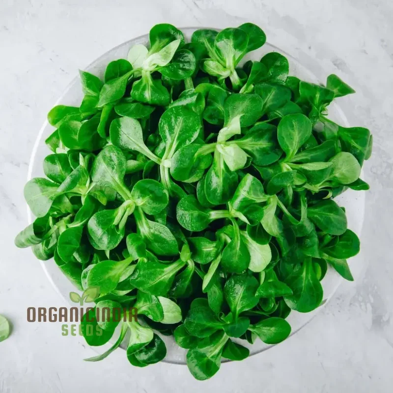 Corn Salad - Large Dutch Seeds for Planting and Gardening | Premium Quality Organic Seeds