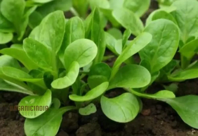 Corn Salad - Large Dutch Seeds for Planting and Gardening | Premium Quality Organic Seeds