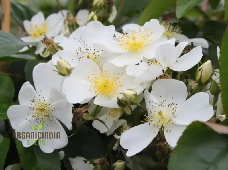 Planting and Growing the Stunning and Vigorous Climbing Rose for a Beautiful Garden Display