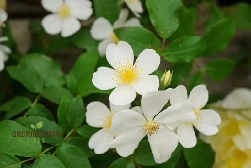 Planting and Growing the Stunning and Vigorous Climbing Rose for a Beautiful Garden Display