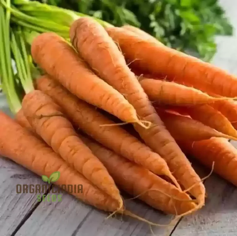 Carrot Seeds Assortment - Pack of 3 | Organic Seeds for Planting & Gardening
