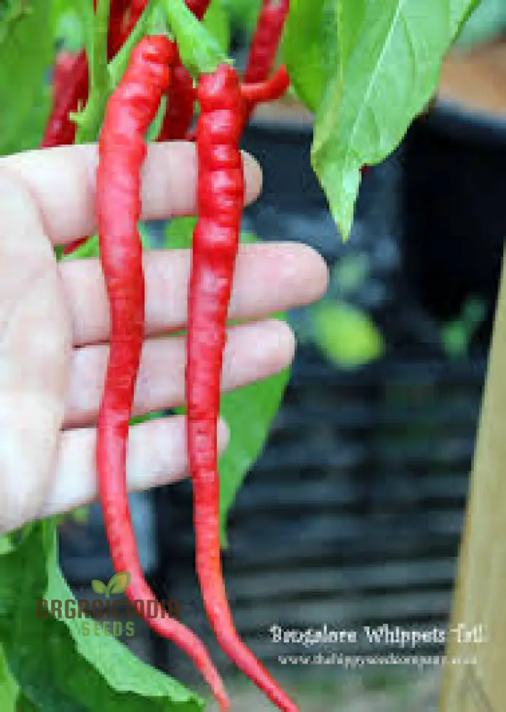 Chilli - Bangalore Whippet's Tail Seeds for Planting and Gardening