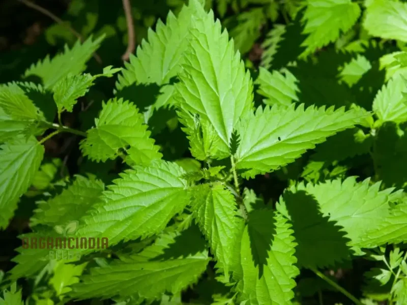 Nettle Nayuruvi Seeds for Planting – Healthy, Nutritious, Easy-Grow Herb Variety