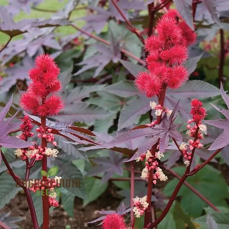 Ricinus Carmencita Pink Seeds For Planting, Growing Stunning Pink Castor Beans for Your Garden