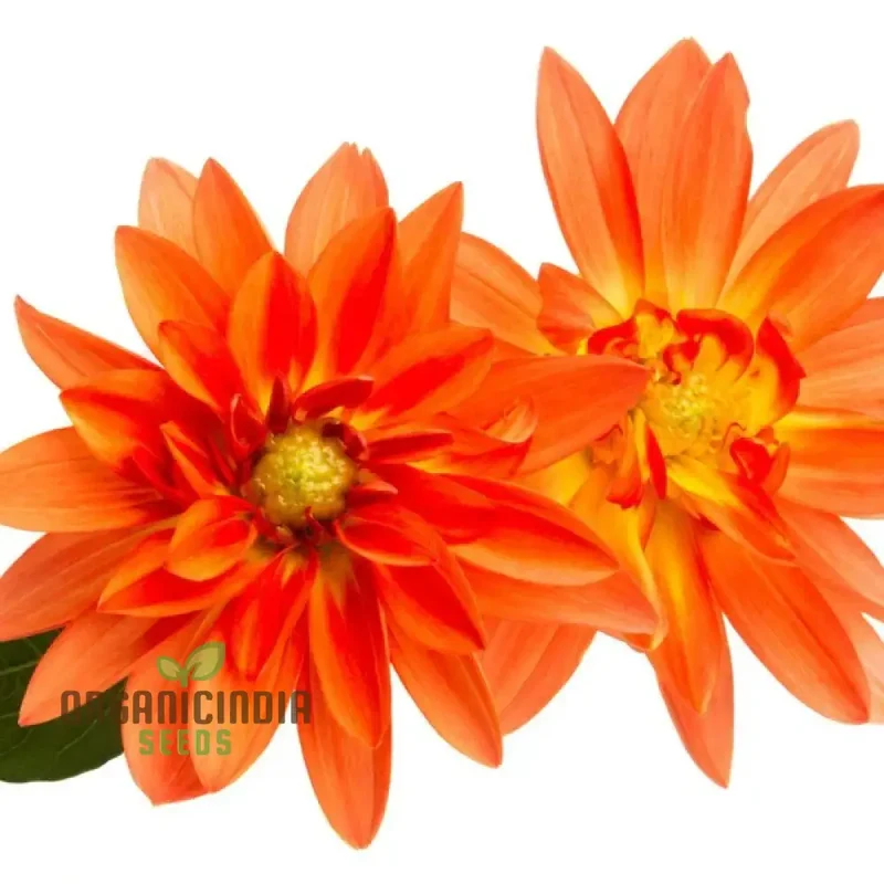 Dahlia - Delight in Orange Shades Seeds for Vibrant Blooms and Beautiful Garden Landscaping!