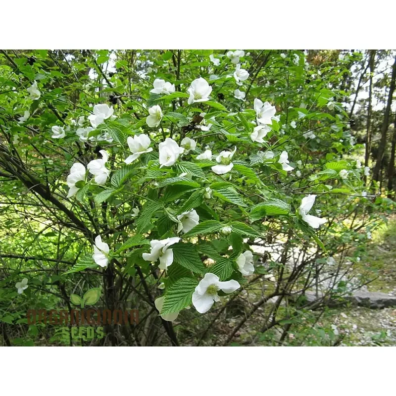 Rhodotypos Scandens Flower Seeds For Planting, Growing Unique and Hardy Blooms for Your Garden