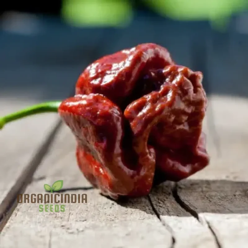 Chilli Seeds - Trinidad 7 Pod Brown for Planting & Gardening