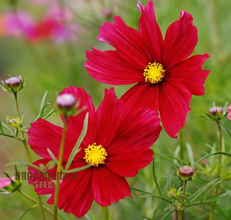 Cosmos Pink Sensation Dazzler Seeds for Planting: Add Floral Splendor to Your Garden