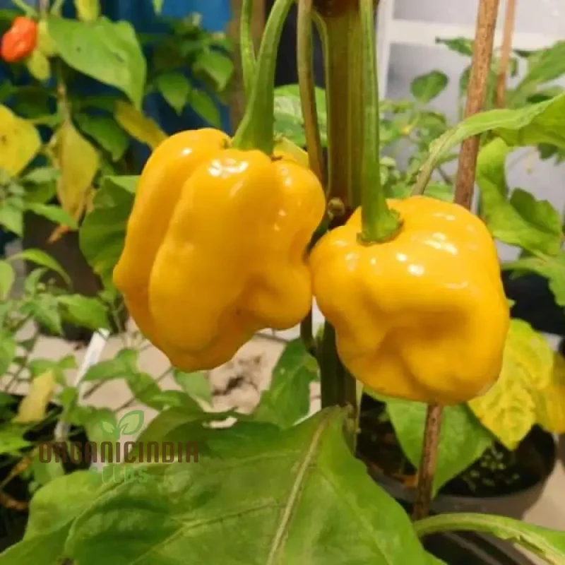 Trinidad Scorpion Yellow Chilli Seeds for Planting and Gardening
