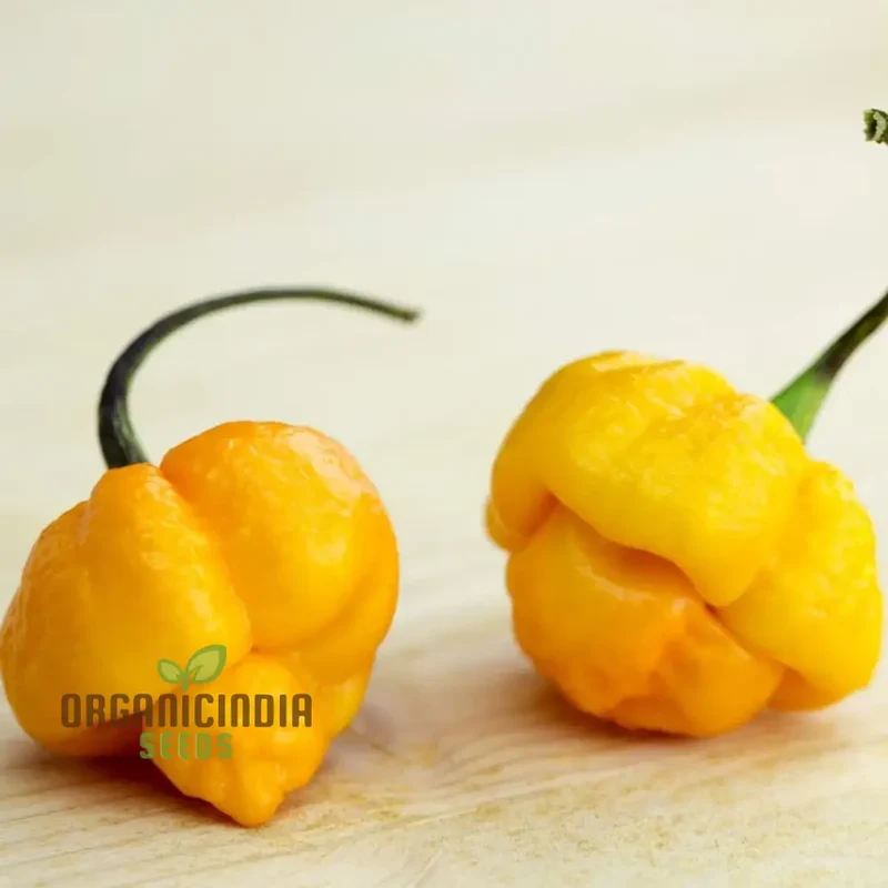 Trinidad Scorpion Yellow Chilli Seeds for Planting and Gardening