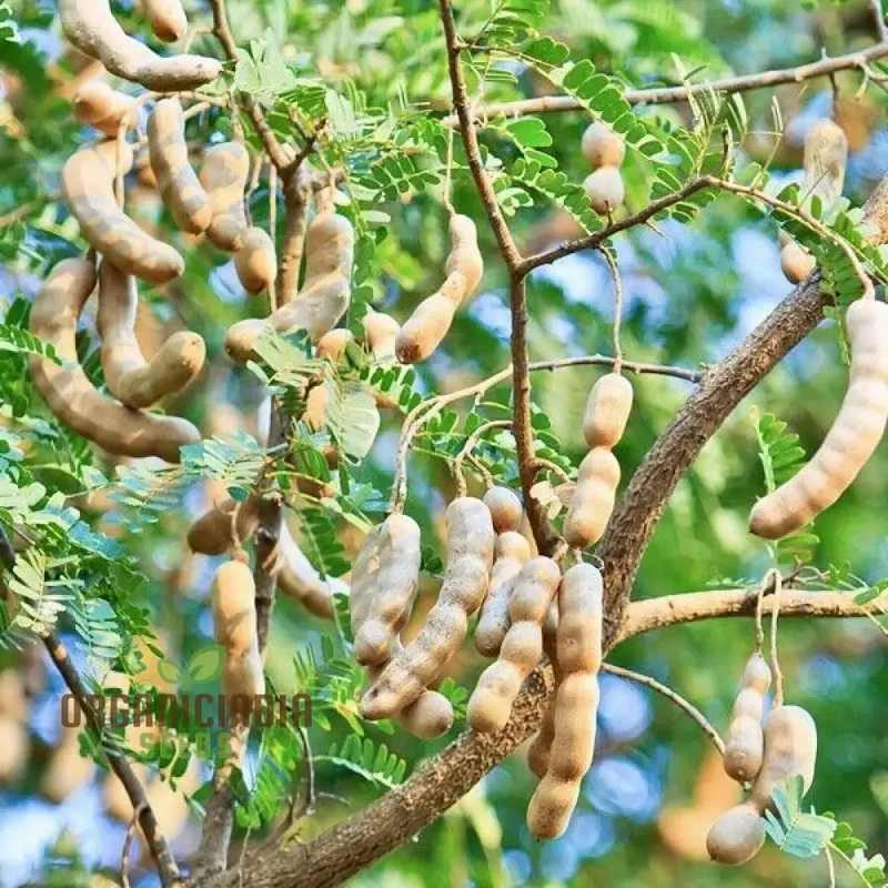 Dry Tamarindus Indica Seeds for Home Gardening-Cultivate Exotic Tamarind Trees and Enjoy Fresh, Tangy Fruit!