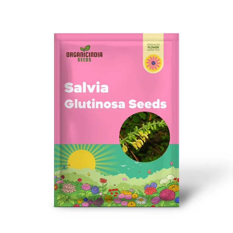Salvia Glutinosa Seeds - Premium Gardening Salvia for Vibrant Blooms and Pollinator Attraction