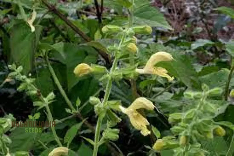 Salvia Glutinosa Seeds - Premium Gardening Salvia for Vibrant Blooms and Pollinator Attraction