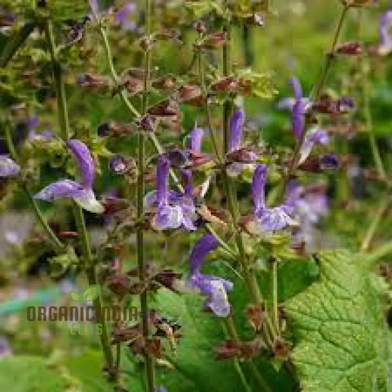 Salvia Seeds (Salvia Forskaohlei Seeds) - Vibrant Blooms and Easy Care Perennial