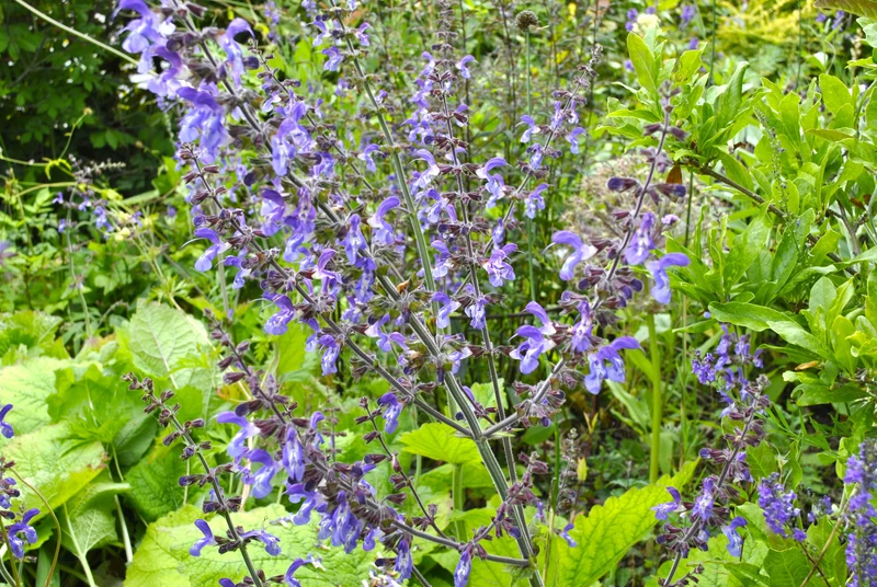 Salvia Seeds (Salvia Forskaohlei Seeds) - Vibrant Blooms and Easy Care Perennial