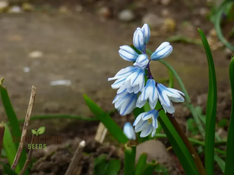 Puschkinia Seeds (Puschkinia Scilloides Seeds) - Early Spring Blooms for a Beautiful Garden