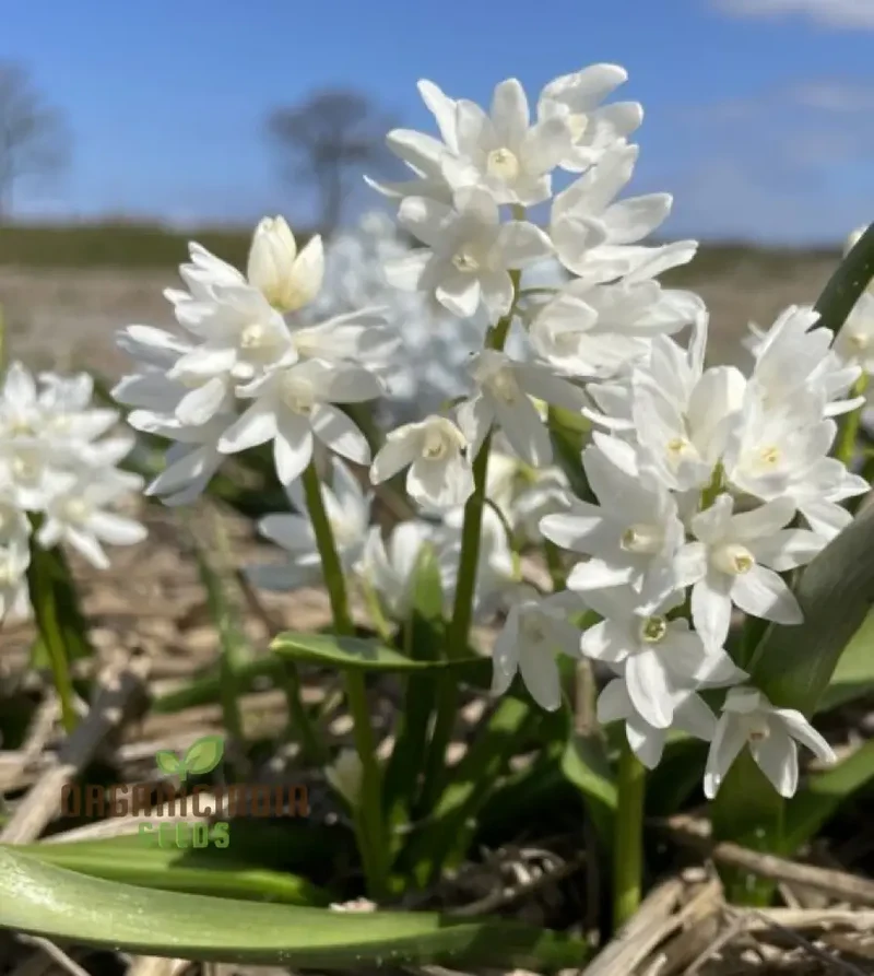 Puschkinia Seeds (Puschkinia Scilloides Seeds) - Early Spring Blooms for a Beautiful Garden