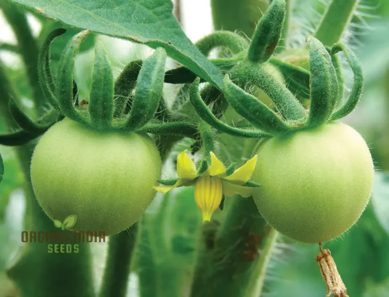 TOMATO LEWIS' LONG KEEPER Seeds - Premium Quality Seeds for Thriving Gardening