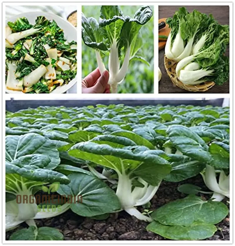 Pak Choi Extra Dwarf Seeds for Planting Your Garden - Organic Gardening Seeds