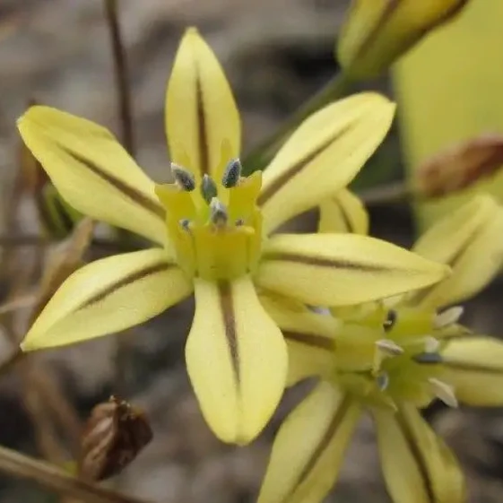 Triteleia ixoides Seeds for Exquisite Garden Blooms | Buy Botanical Seeds for Gardening Enthusiasts
